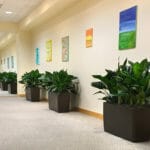 indoor potted plants in a hallway