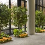 indoor trees and plants
