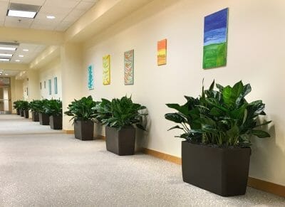 potted plants lining the hall of office building 