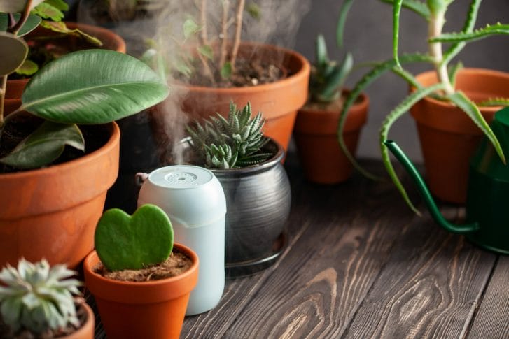 humidifier with indoor plants